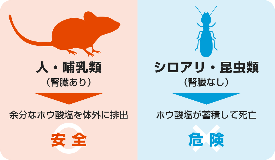 人・哺乳類は余分なホウ酸塩を体外に排出するため安全、シロアリ・昆虫類はホウ酸塩が蓄積して死亡