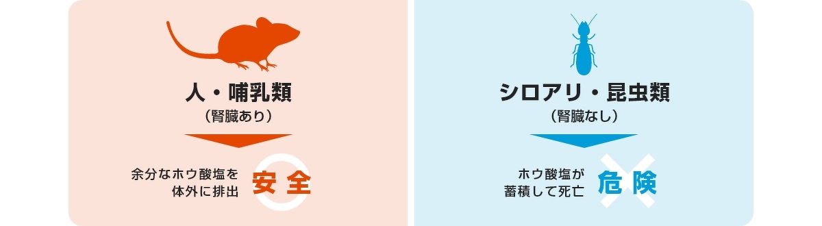 人・哺乳類は余分なホウ酸塩を体外に排出するため安全、シロアリ・昆虫類はホウ酸塩が蓄積して死亡