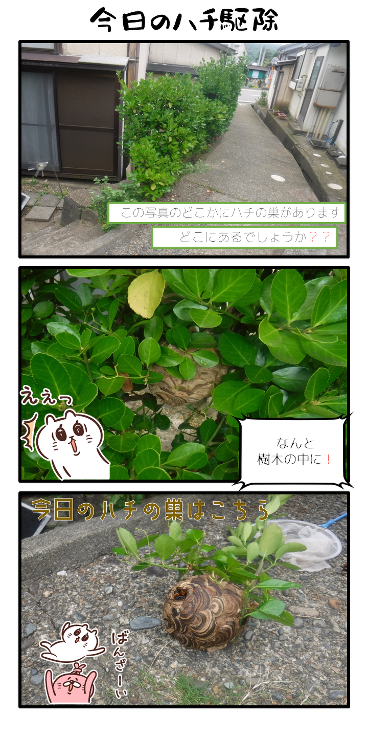 今日のハチ駆除。ぱっと見てどこに巣があるかわかりません。どこにあるのでしょうか。なんと、樹木の中にありました。